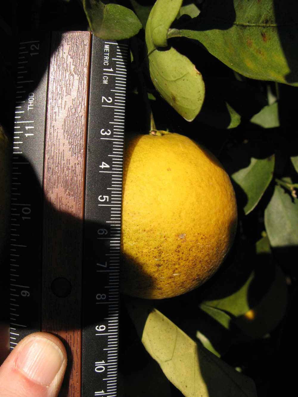              Fruit (Winter Haven, FL)       